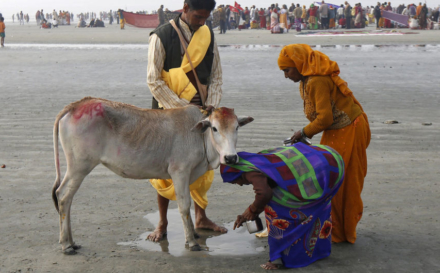 Province du Gujarat en Inde: l’abattage de vaches passible de prison à vie